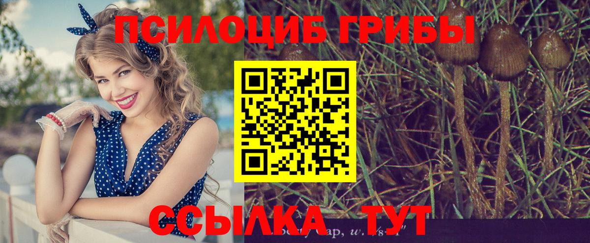 наркота  Галлюциногенные грибы Magic Shrooms  Галлюциногенные грибы Psilocybine cubensis  Вход с VPN  Выборг 